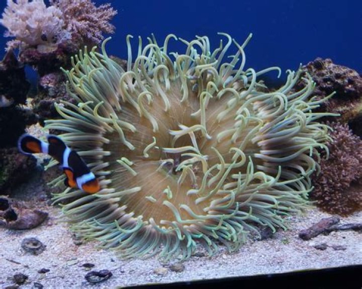 Are anemones hard to keep?