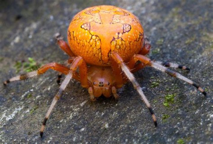 Are araneus marmoreus poisonous?