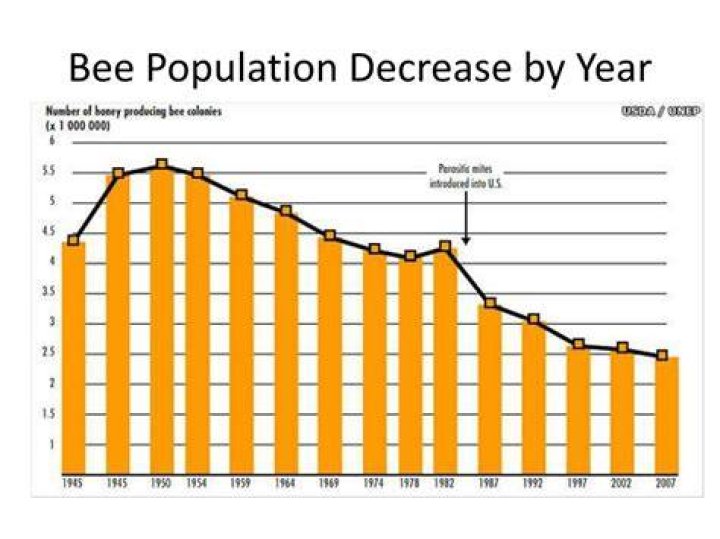 Are bee populations declining?
