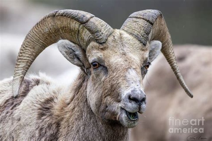 Are bighorn sheep white?