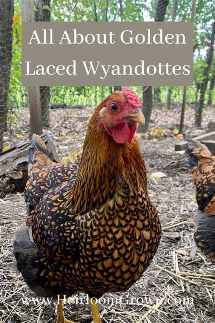 Are golden laced wyandottes friendly?
