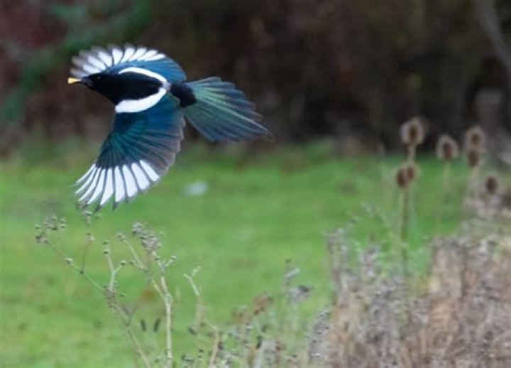 Are magpie good luck?