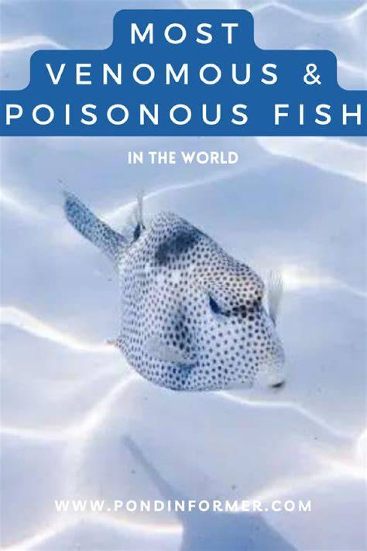 Are razor fish dangerous?