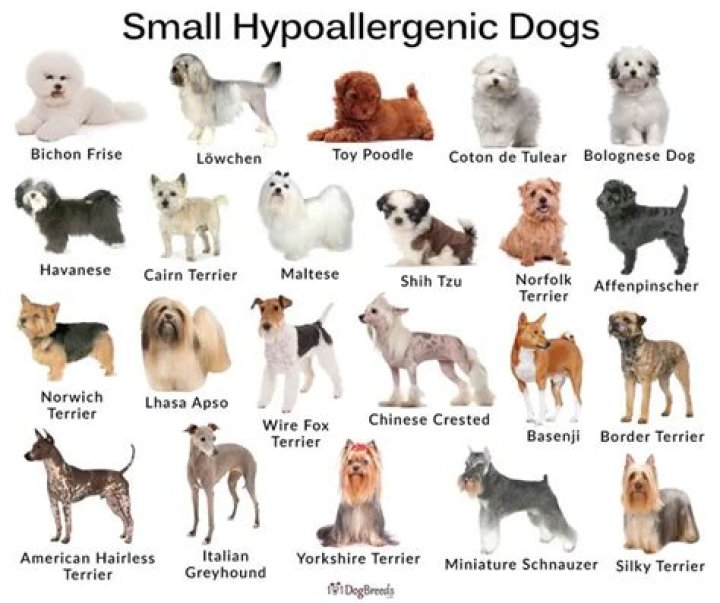Are shepherd dogs hypoallergenic?