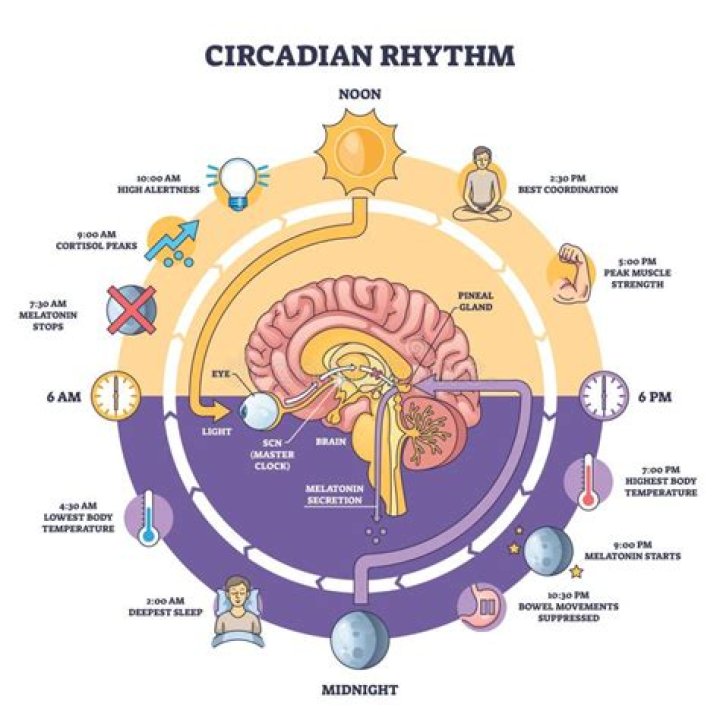 At are circadian rhythms?