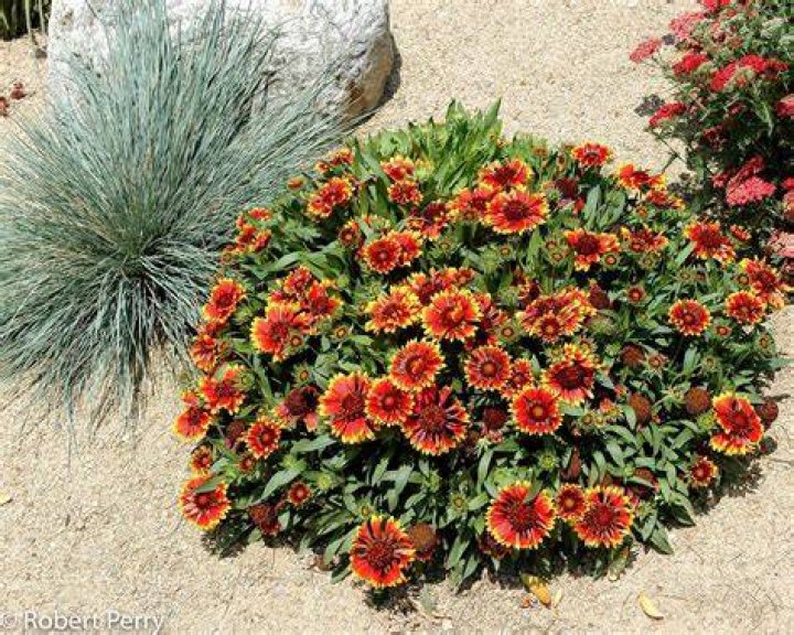 Can blanket flowers be transplanted?