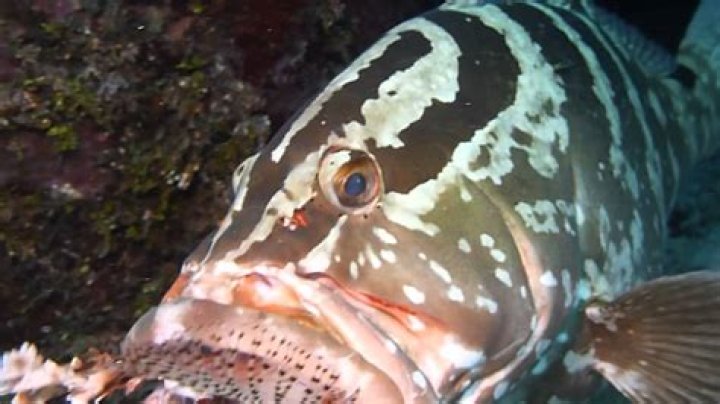 Can groupers eat lionfish?