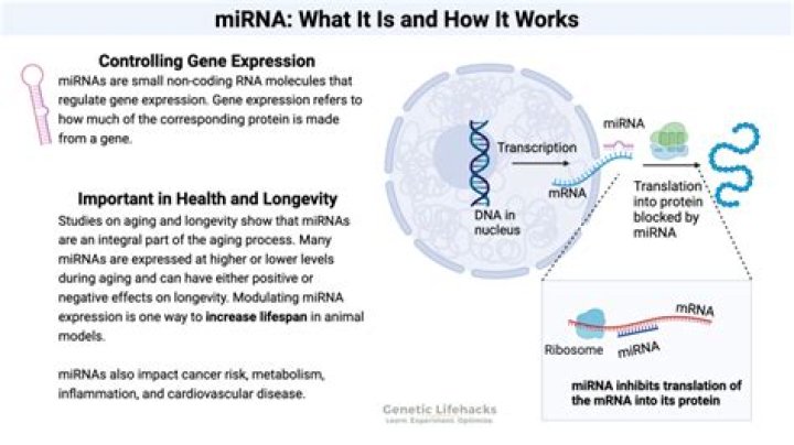 Can mirna upregulate gene expression?