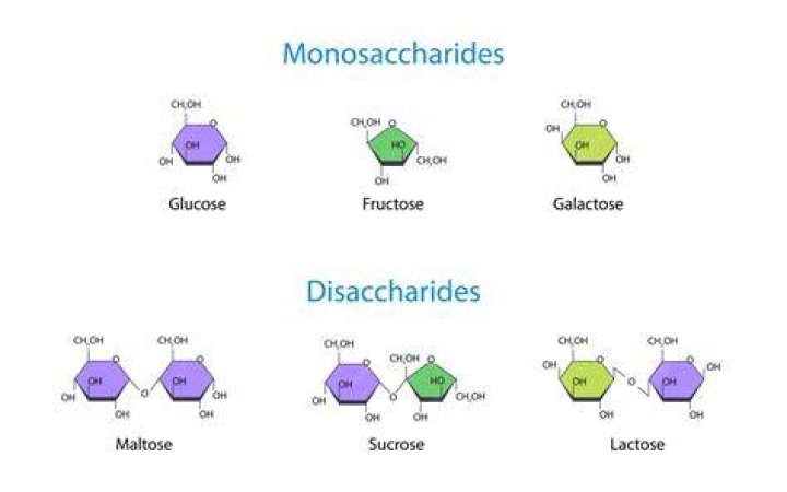 Can monosaccharides be hydrolyzed?