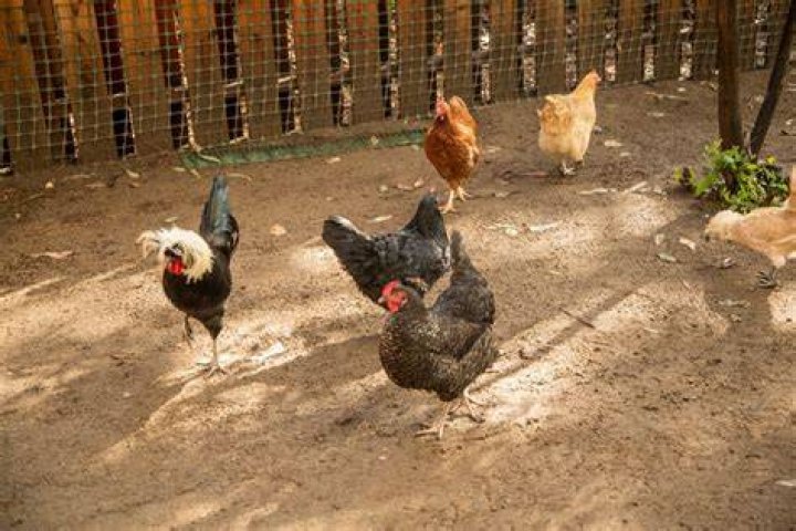 Can you have chickens in milford ct?
