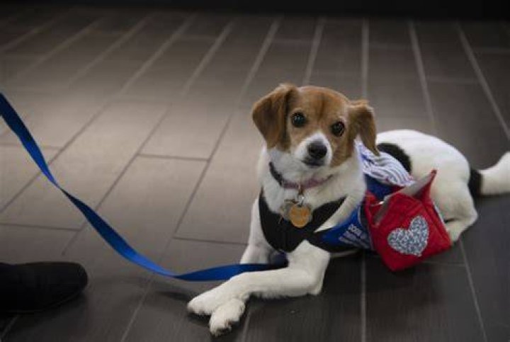 Could dogs eat drugs?