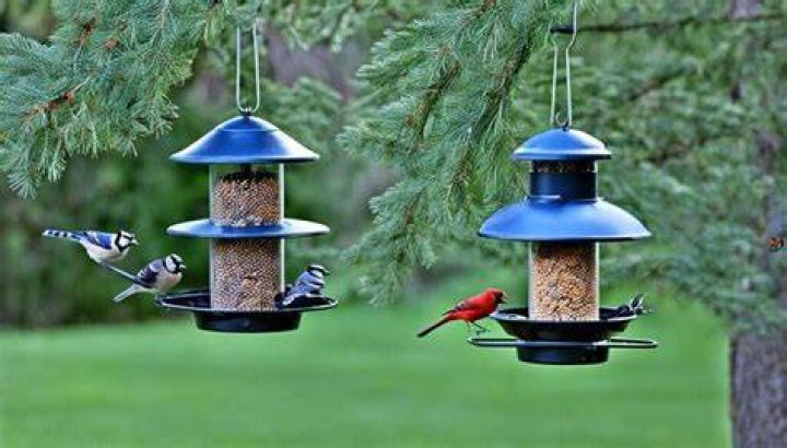 Do birds need bird feeders in the summer?