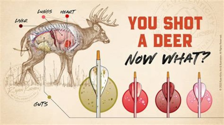 Do deer come back after blowing?