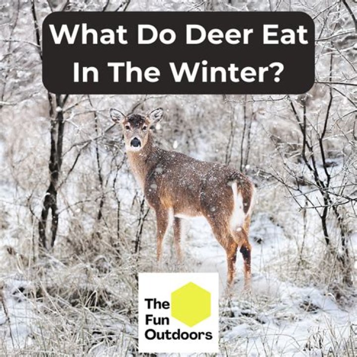 Do deer eat snow on the mountain?