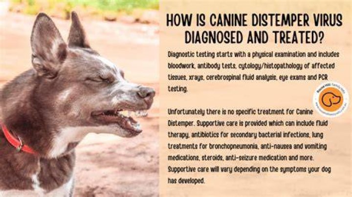 Do dogs get distemper?