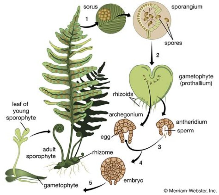 Do fern plants have seeds?