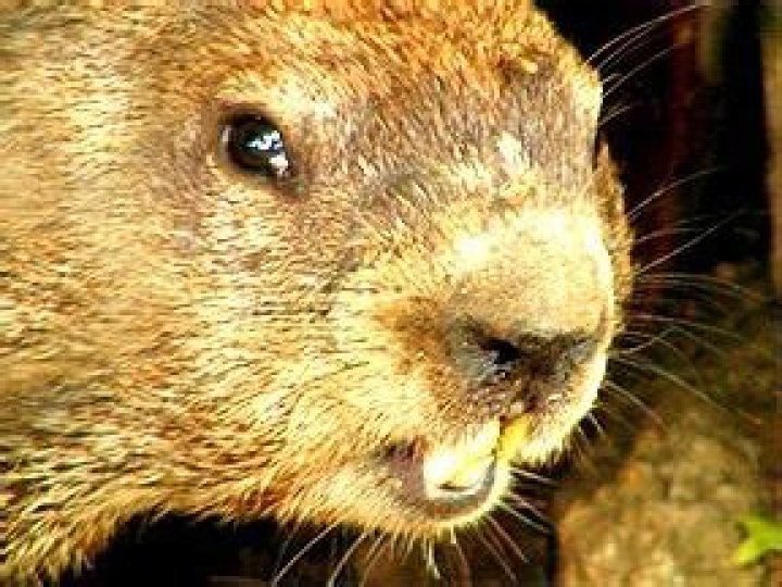 Do groundhogs carry rabies?