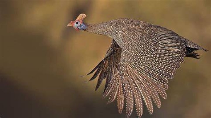Do guinea fowls fly?