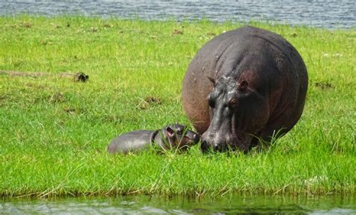 Do hippos eat their young?