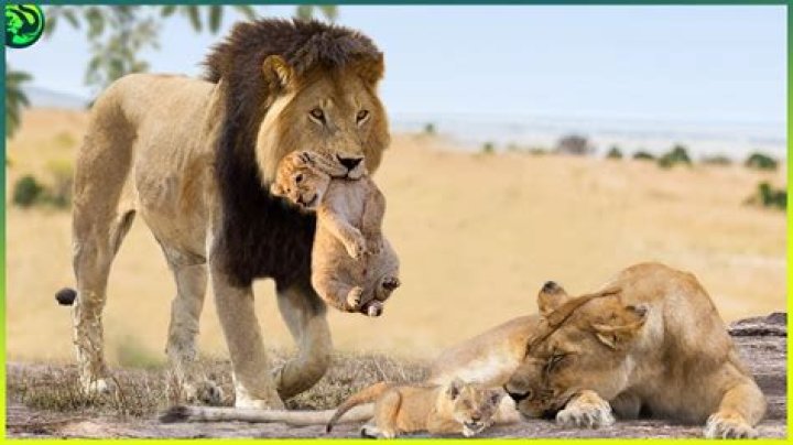Do male lions kill cubs?