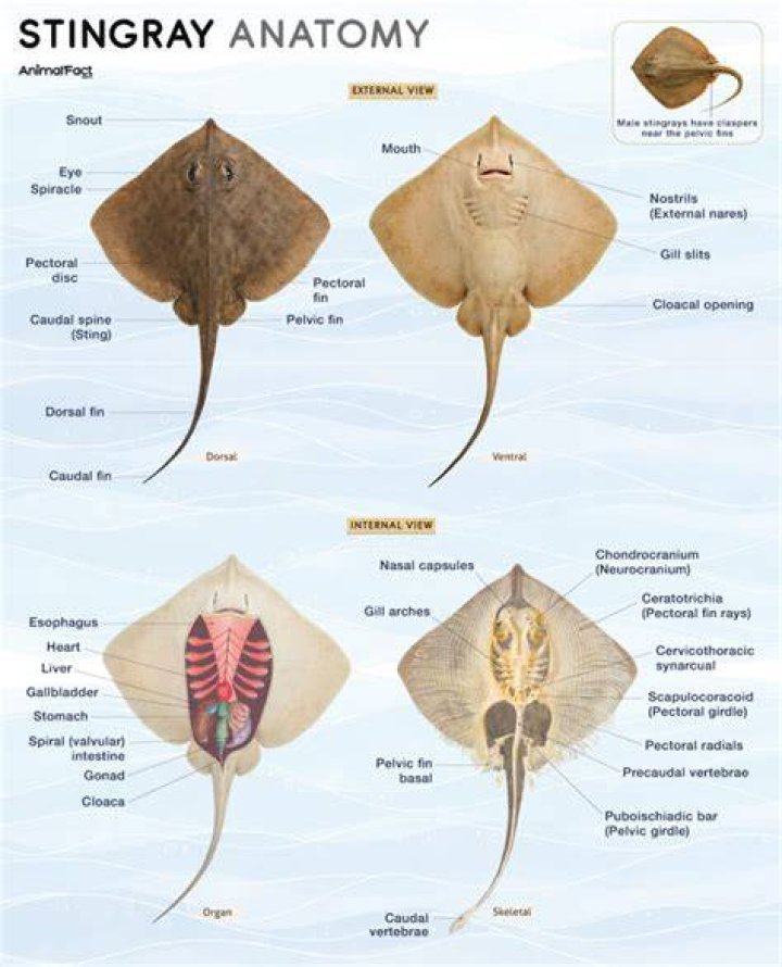 Do stingrays have dermal denticles?