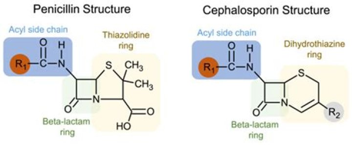 Does cephalosporin contain penicillin?