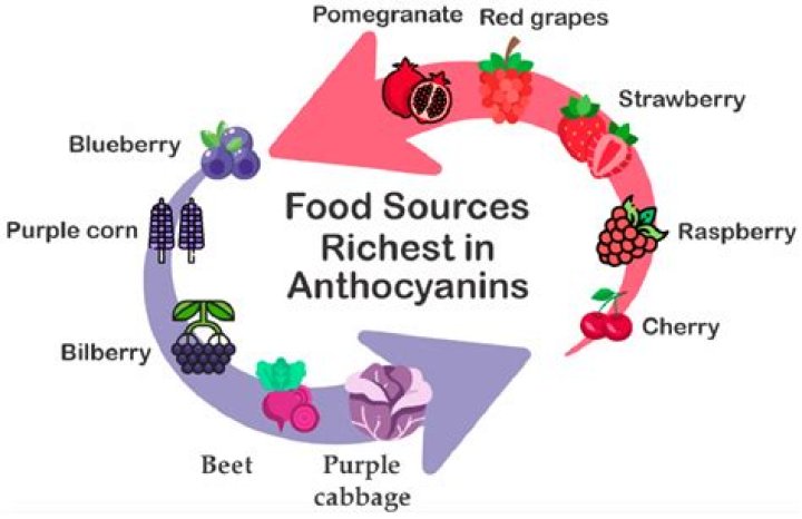 Does green cabbage have anthocyanin?