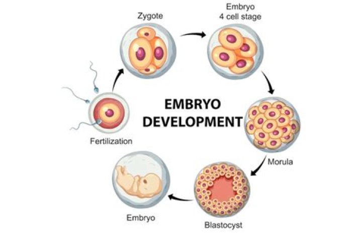Does zygote gives rise to embryo?