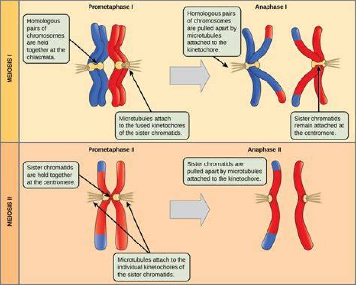 During meiosis chromosomes move randomly?
