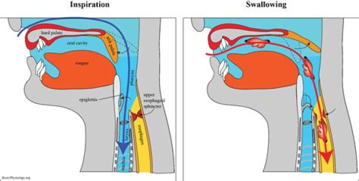 During swallowing the airway is covered and protected by the?