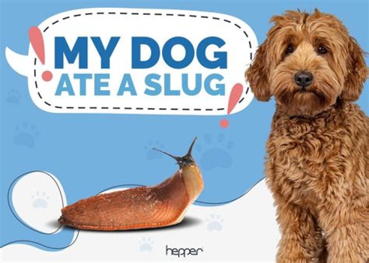 Has my dog eaten a slug?