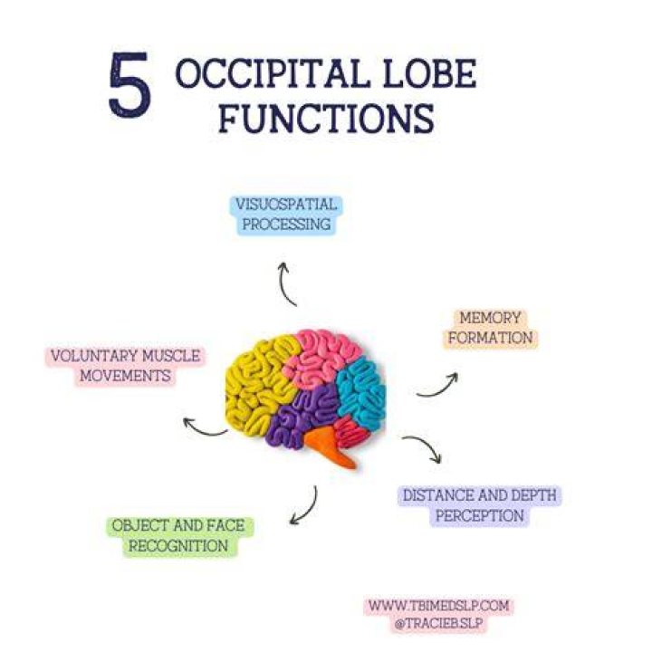 How does occipital lobe work?