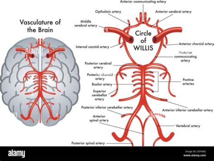 How is circulus arteriosus cerebri formed?