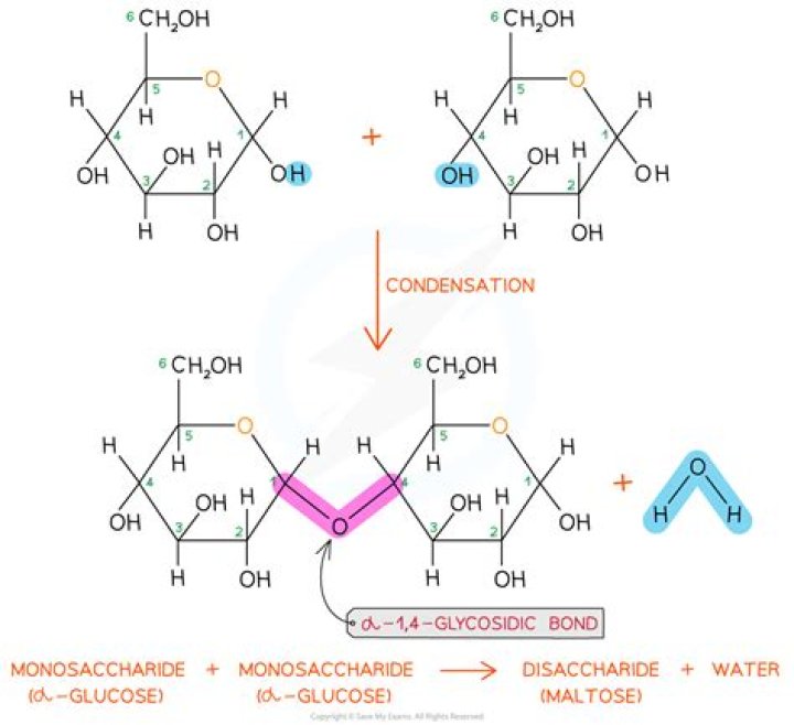 How monosaccharides are formed?