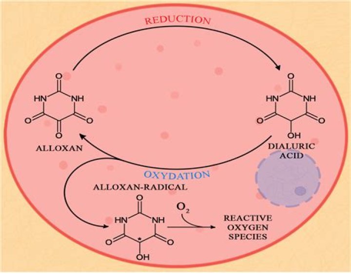 How to prepare alloxan solution?
