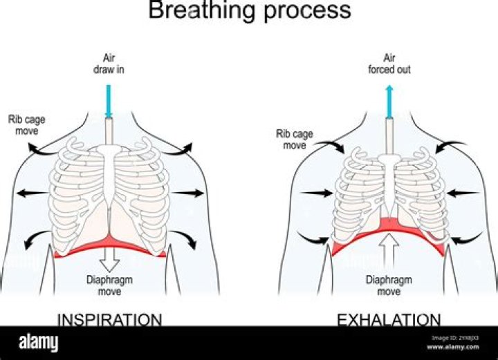 In humans at the time of exhalation the diaphragm?