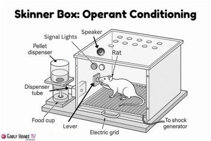 In skinner's opinion free will is?