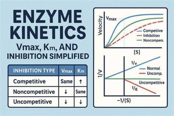 In uncompetitive inhibition the vmax and km?