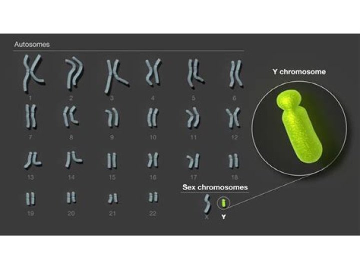 Is chromosome the smallest?