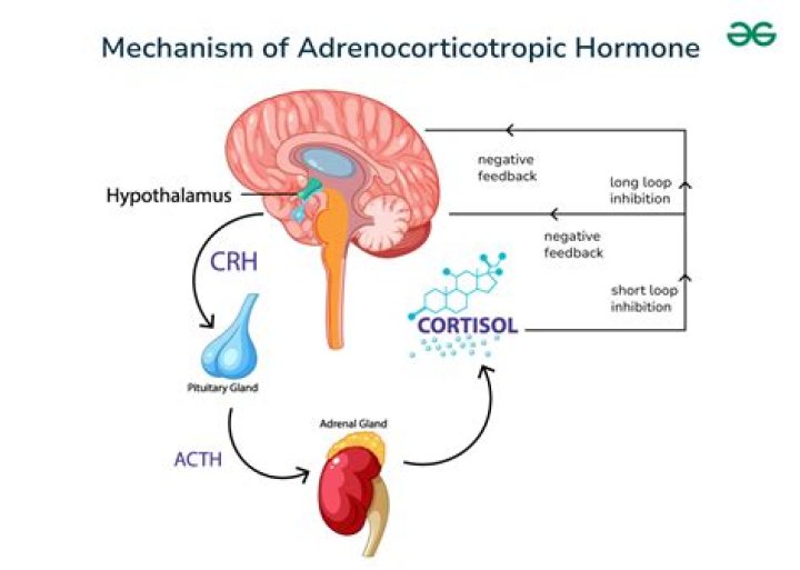Is corticotropin a steroid?