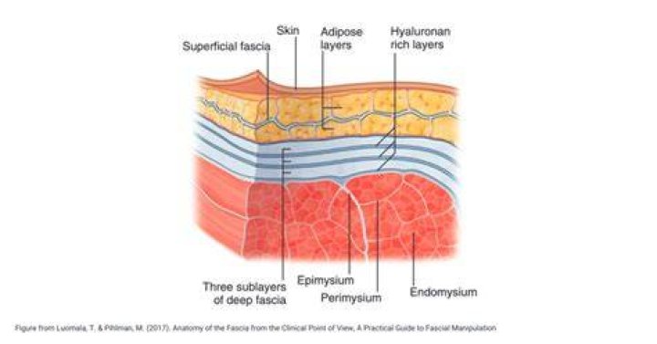 Is gastrodermis the same as endoderm?