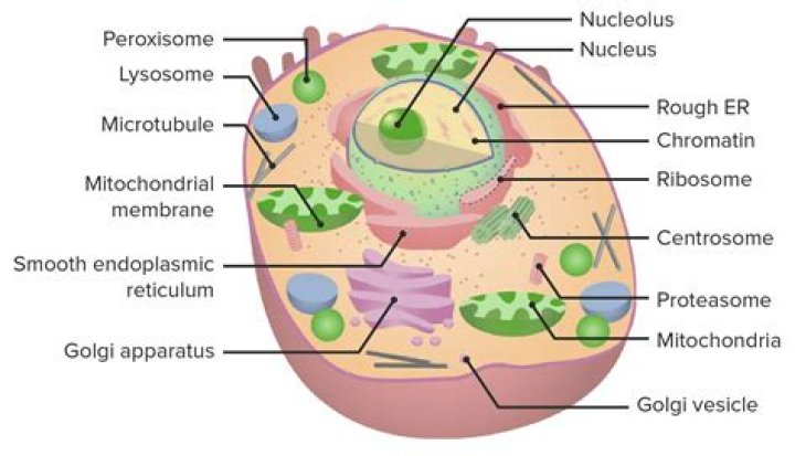 Is organelle membrane bound?