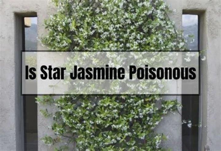 Is winter flowering jasmine poisonous?