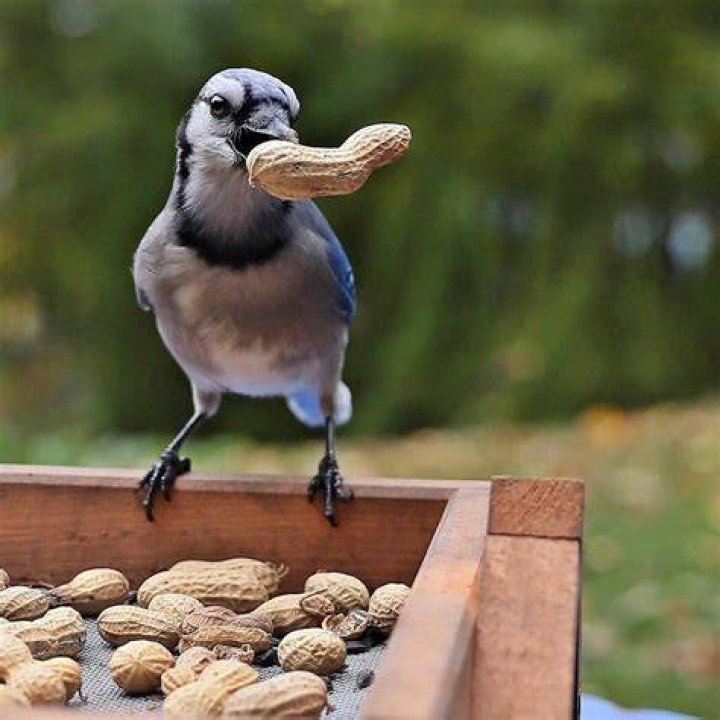 Should birds be fed in summer?