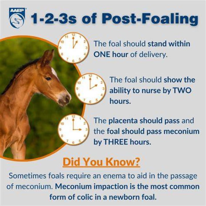 Should you rug foals?