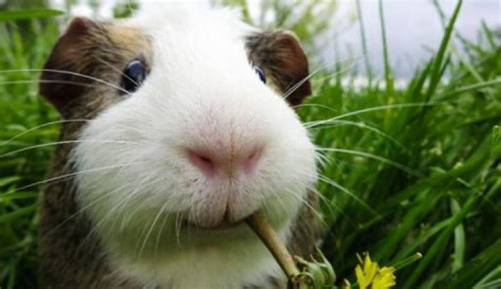 Were guinea pigs ever wild?