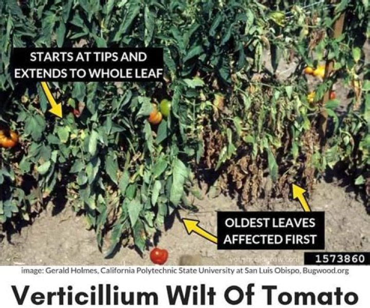 What causes verticillium wilt on tomato plants?