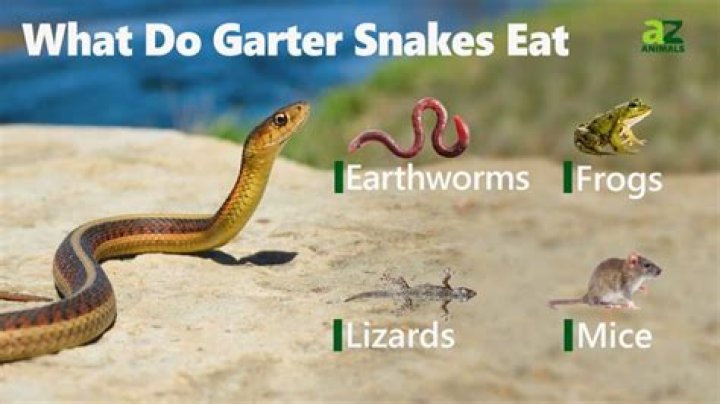 What do snakes eat and drink?