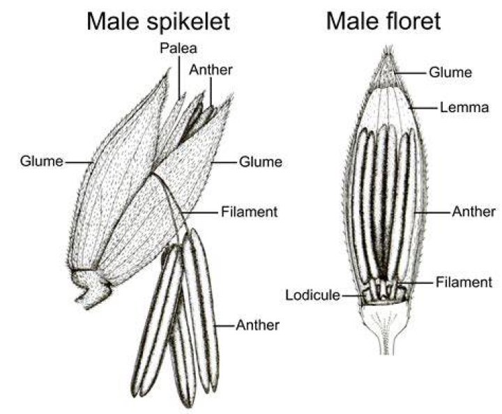What do you mean by spikelets?