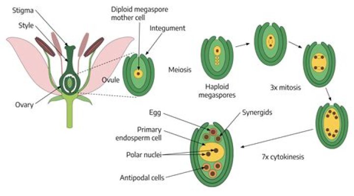 What does heteroploidy mean?